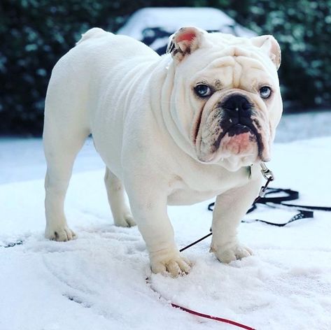 14 Solid Facts About Adorable English Bulldogs | PetPress English Bulldog Care, White Bulldog, Pet Shed, Bulldog Pics, Bulldog Gifts, British Bulldog, English Bulldogs, English Bull, Bulldog Puppies