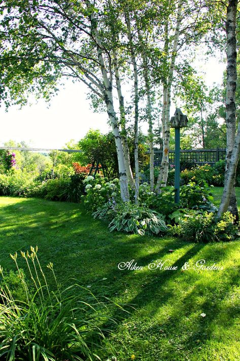 Birch Tree Garden, Birch Trees Garden, Tree Garden Design, Silver Birch Tree, Birch Trees Landscaping, Chelsea Garden, Tree Garden, House Gardens, Farmhouse Garden