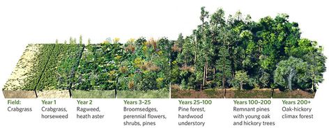 Forest Succession, Forest Restoration, Forest Ecology, Ecological Restoration, Ecology Art, Old Growth Forest, Mises En Page Design Graphique, Forest Management, Landscape Design Drawings