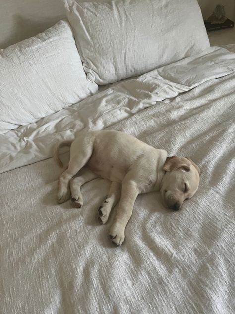 White Labrador Puppy, English Lab Puppies, 25 Gift Ideas, Yellow Labrador Puppy, Yellow Lab Puppy, Puppy Labrador, Yellow Lab Puppies, White Labrador, Yellow Labrador Retriever