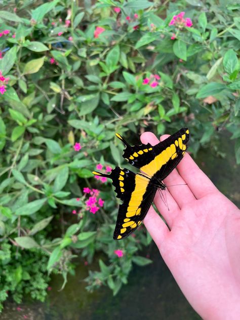 #mindo #ecuador #butterfly #travel #travelinspo #vacation Mindo Ecuador, Ecuador Travel, Travel Inspo, Ecuador, Travel