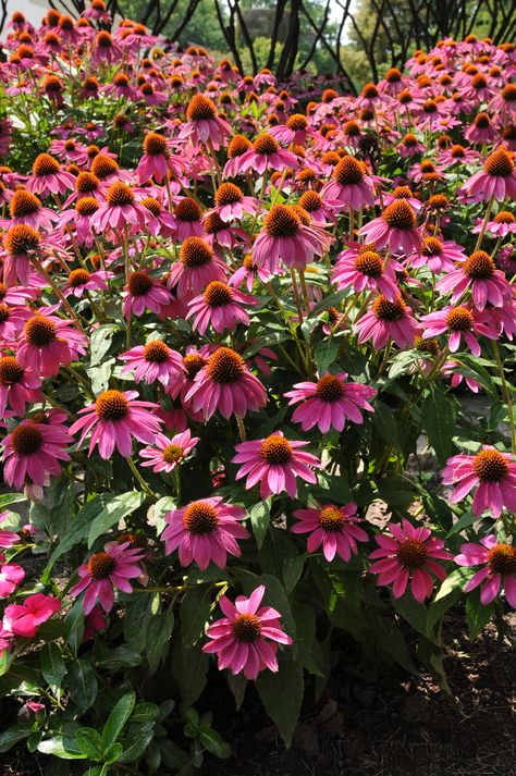 Echinacea purpurea, 'PowWow Wild Berry' Garden Inspo, Echinacea Purpurea, Farm Cottage, Seed Catalogs, Pow Wow, Wild Berry, Types Of Soil, Mulch, Cut Flowers