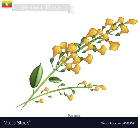 Padauk Flower Drawing, Padauk Flower Illustration, Water Festival Myanmar Cartoon, Myanmar Flower, Padauk Flower, Myanmar Art, Tattoo Themes, Floral Tattoo Sleeve, National Flower