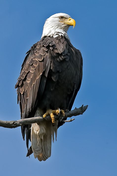 American Bald Eagle | © Brian E Kushner Nikon D810 Nikon AF-… | Flickr Types Of Eagles, Philippine Eagle, Eagle Images, Eagle Wallpaper, Eagle Pictures, Eagle Art, American Bald Eagle, The Eagles, An Eagle