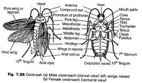 Structural Organisation in Animals - CBSE Notes for Class 11 Biology - CBSE Tuts Structural Organisation In Animals Notes, Class 11 Biology Notes, Class 11 Notes, Notes Biology, Class 11 Biology, Biology Diagrams, Plant Physiology, Chemistry Education, Drawing Pictures