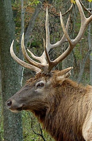 Elk Images, Elk Pictures, Hirsch Silhouette, Elk Head, North American Animals, North American Wildlife, Bull Elk, Deer Family, Elk Hunting