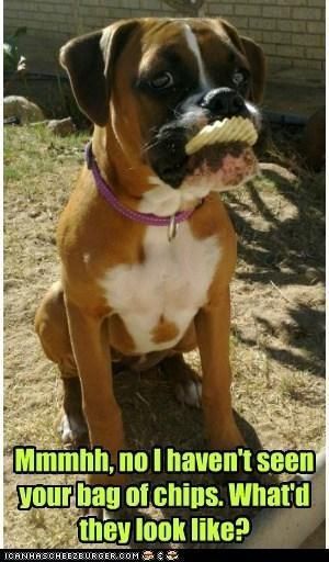 Boxer Dog Quotes, Boxer Dog Puppy, Boxer Dogs Funny, Rescue Workers, Dog Quotes Funny, Boxer Puppy, Boxer Puppies, Purebred Dogs, Funny Dog Pictures