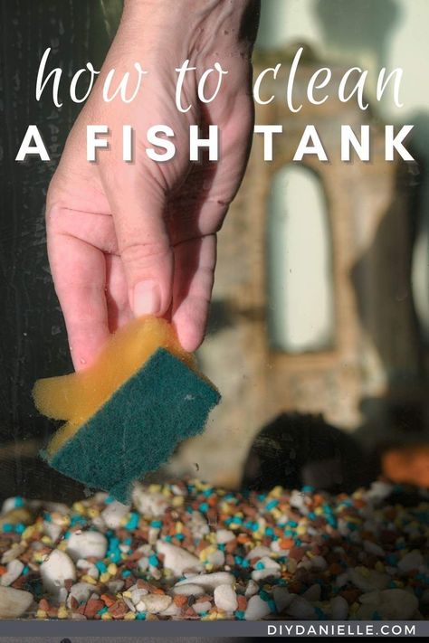 How to clean a fish tank with water only. This tutorial is best for casual fish caregivers. No chemicals used and safe for fish! Breeding Betta Fish, Tank Plants, Acrylic Aquarium, Saltwater Fish Tanks, Fresh Water Fish Tank, Cleaning Fish, How Do You Clean, Marine Aquarium, Aquarium Design