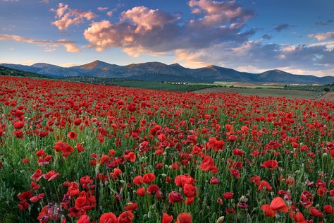 Nature Landscape Horizontal, Floral Landscape Photography, Flower Field Landscape Horizontal, Landscape Photography Nature Horizontal, Flower Field Horizontal, Mountain Landscape Photography Horizontal, Landscape Photography Horizontal, Horizontal Flowers, Spain Flowers