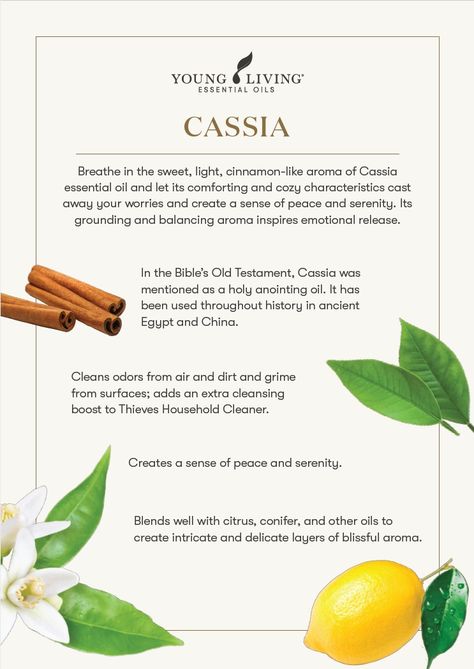 Cassia Essential Oil, Thieves Household Cleaner, Essential Oils 101, Yl Oils, Essential Oil Blends Recipes, Aroma Essential Oil, Young Living Oils, Cleaners Homemade, Oil Uses