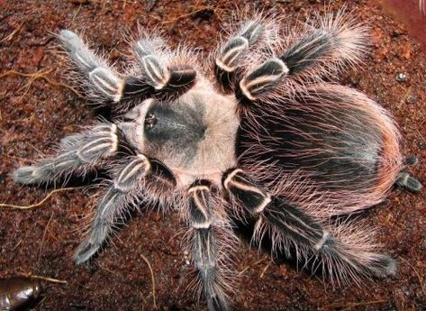 Tarantula Habitat, Creepy Photos, Creepy Crawlies, Arachnids, Like Animals, Pink Zebra, Spiders, Big Cats, Reptiles