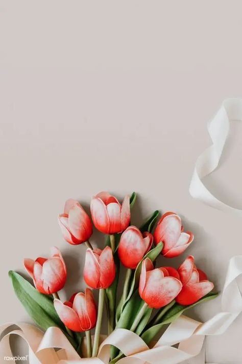 7 Popular Spring Flowers and What They Mean ... Flor Iphone Wallpaper, Tulips Arrangement, Red And White Flowers, Background Template, Tulip Bouquet, Flower Background Wallpaper, White Tulips, Red Tulips, Flower Phone Wallpaper