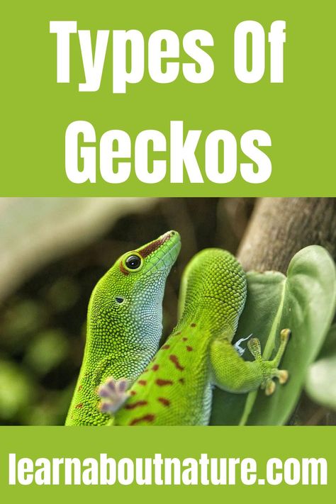 Types Of Geckos Geico Lizard, Giant Day Gecko, Day Gecko, Gecko Food, Cute Gecko, Land Animals, About Nature, Leopard Gecko, Central American