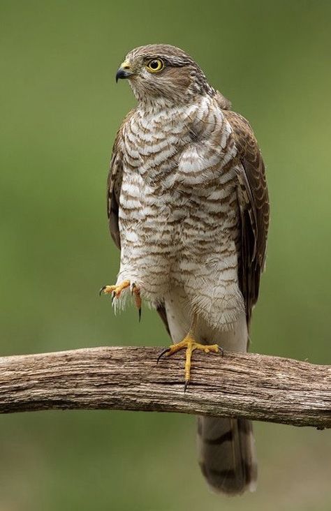 Fastest Bird, White Tailed Eagle, Hawk Eagle, Sparrowhawk, Wild Creatures, Wildlife Animals, Colorful Birds, Birds Of Prey, Nature Images