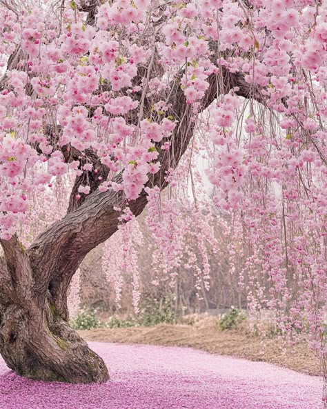 Whipping Cherry Tree Weeping Sakura Tree, Weeping Cherry Blossom Tree Tattoo, Cherry Trees In Landscape, Weeping Cherry Tree Landscaping, Japenses Cherry Blossom, Cherry Blossom Tree Photography, Cherry Tree Aesthetic, Pink Tree Aesthetic, Cherry Blossom Tree Aesthetic