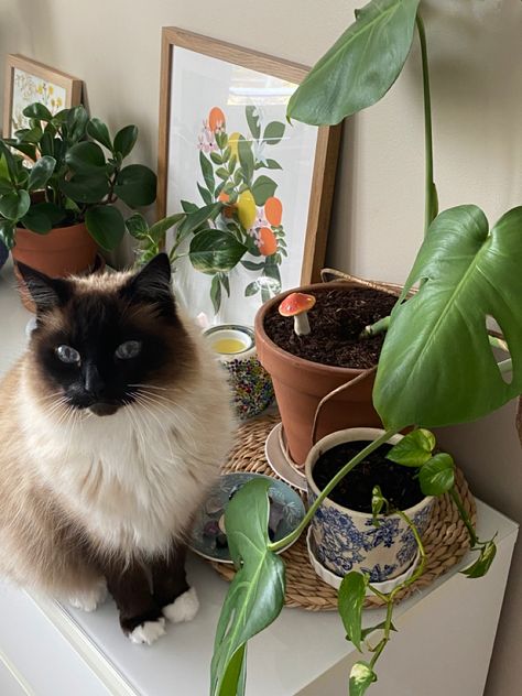 Plants Apartment, Cat Plants, Plant Aesthetic, Siamese Cats, Green Plants, Cat Life, Dark Aesthetic, Room Ideas, Animal Lover