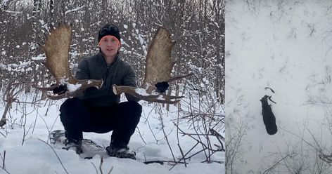 Drone Photographer Captures Rare Footage of Moose Shedding its Antlers | PetaPixel Canadian Wildlife, Bull Moose, Moose Antlers, Shed Antlers, Deer Family, Snowy Forest, Today In History, Photo Competition, Wildlife Conservation