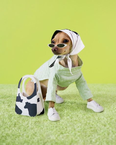 Dog Fashion Clothes, Cow Colour, Famous Dogs, Cool Dog, Dog Fashion, Pet Fashion, Instagram S, Beloved Dog, Scarf Design