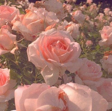 Capricorn Aesthetic, Bouquet Tutorial, Retro Images, Rosé Aesthetic, Princess Aesthetic, Fantasy Aesthetic, Aesthetic Images, Pink Princess, Flower Tutorial