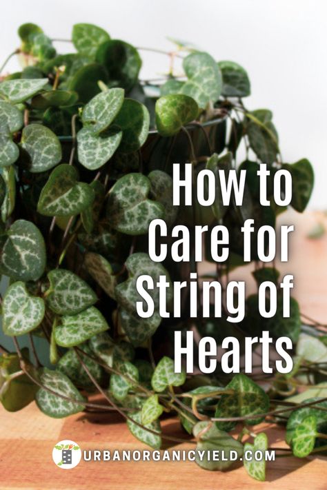 Chain Of Hearts Plant, String Of Hearts Plant, Ceropegia Woodii, String Of Hearts, Succulent Garden Diy, Hanging Succulents, Inside Plants, Succulent Gardening, House Plant Care