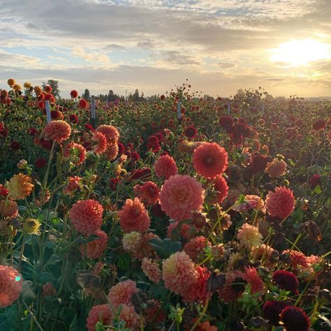 Alyssa Osborne (@miss___alyss) • Instagram photos and videos Erin Benzakein, Seed Growing, Wind Storm, Open Flower, Grey Skies, Garden Club, Stay Up, Flower Field, Time Out