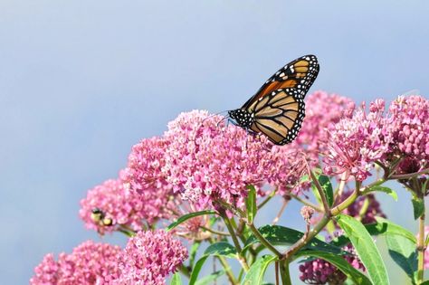 You don’t need a yard to give a home to California native plants and help bolster habitat for local pollinators. Here, a Monarch Butterfly (Danaus plexippus) on Swamp Milkweed Wildflower (Asclepias incarnate). (Getty Images) Flowers That Attract Butterflies, Asclepias Incarnata, Butterfly Habitat, Milkweed Plant, Habitat Garden, Swamp Milkweed, American Meadows, Asclepias Tuberosa, California Native Plants