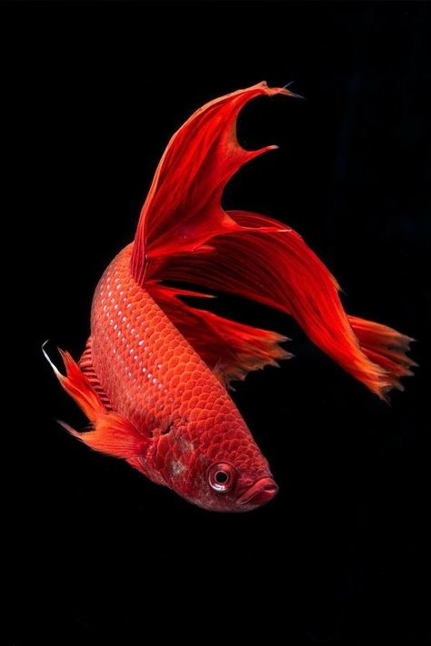 Fauna Marina, Beta Fish, Carpe Koi, Water Animals, Fish Wallpaper, Fish Drawings, Exotic Fish, Beautiful Fish, Fish Painting