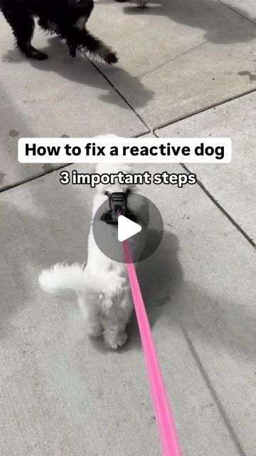 Kiwi on Instagram: "Fixing/preventing a reactive dog 👇  When following these steps, make sure to mark and reward them when they make the decision to look away from the distraction and focus on your for treats instead!   The most basic training all dogs need to do is to go to crowded places, outside dog parks, etc and practice being calm when there’s lots of stimulation going on!  1. Desensitization For your dog to become less reactive, they need to get used to stimulating environments. For us, Kiwi was reactive to dogs, especially when they bark and run around. We stayed outside dog parks and gave a treat every time she would observe calmly. If its too stimulating, then find a less crowded space to where your dog will still pay attention.  2. Distance Chances are when you take your dog ou Basic Puppy Training Commands, Activities For Dogs Outdoor, Training Reactive Dogs, Desensitizing Dogs, Stimulating Dog Activities, Reactive Dog Training Tips, Dog Agility Course Diy, Labrador Puppy Training, Dog Tricks Easy