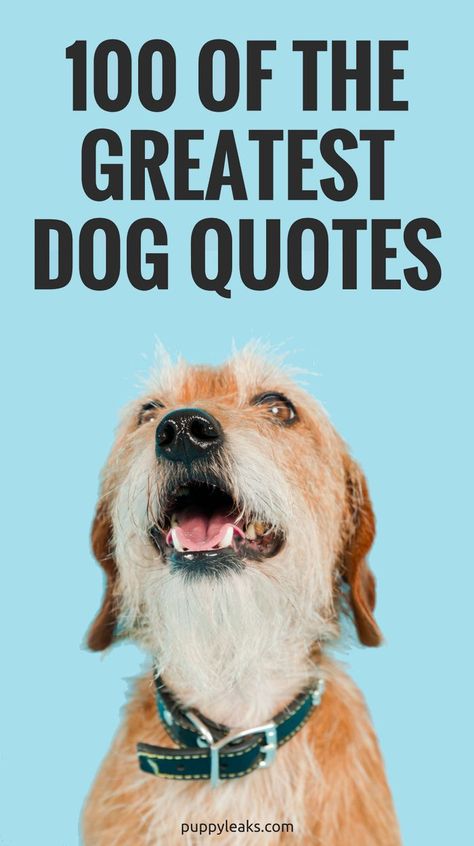 100 Great Dog Quotes. Who doesn't love a big list of quotes? And better yet, who doesn't love a big list of quotes all about dogs? From the funny to inspirational, here's 100 of the best quotes about dogs. #dogs #puppies #quotes via @puppyleaks If Dogs Could Talk, Best Dog Quotes, Animal Love Quotes, Positive Quotes For Life Happiness, Puppy Quotes, Dog Quotes Love, Dog Quotes Funny, About Dogs, Old Dogs