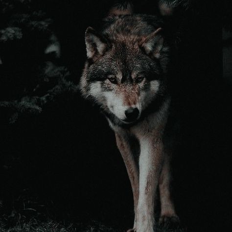 * ╱ 𝒊 𝒍𝒊𝒗𝒆𝒅 𝒊𝒏 𝒇𝒐𝒓𝒌𝒔 . Kieran Contou, Werewolf Aesthetic, She Wolf, Lone Wolf, Black Wolf, A Wolf, Wolf Dog, Wolf Pack, Fantasy Aesthetic