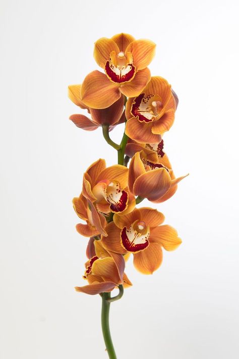 Boat Orchid, 55 Number, Cymbidium Orchid, Orange Orchid, Cymbidium Orchids, Nothing But Flowers, Flower Background Wallpaper, Flower Phone Wallpaper, Flower Backgrounds