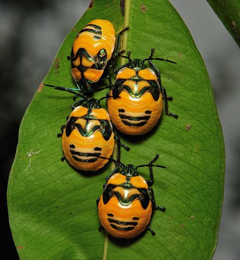 Shield Bug Nymphs. I was wondering what these little suckers were! I kept having to flick them off my squash plants.. Mermaid Paintings, Shield Bug, Tattoo Mermaid, Shield Bugs, Art Vampire, Squash Plant, Cool Insects, Dengeki Daisy, Yunnan China