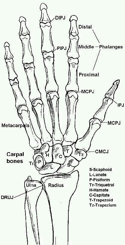 Hand Bones Of The Hand, Hand Anatomy, Anatomy Bones, Skeleton Anatomy, Výtvarné Reference, Human Body Anatomy, Medical School Studying, Human Anatomy And Physiology, Human Anatomy Art