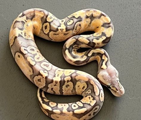 Pewter Ghost Paradox Ball Python by A&G ball pythons #morphmarket #ballpython #snake #reptile #reptilekeeper #reptilebreeder #ballpythonmorph #morph #python #ballpythonbreeder #prettysnake #snakesarecool #ballsofIG Ghost Ball Python, Paradox Ball Python, Rare Ball Python Morphs, Ball Python Spider Morph, Snake Morphs Ball Python, Adorable Snakes, Reticulated Python Morph, Snake Reptile, Pet Snakes