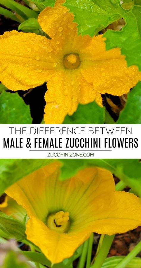 Male And Female Zucchini Flowers, Zucchini Flower Recipes, Growing Vegetables From Seeds, Garden Zucchini, Growing Zucchini, Zone Recipes, Growing Food Indoors, Zucchini Plants, Male Vs Female