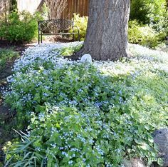 Plants for Gardening in the Shade-brunnera-phlox-bishops weed Budget Landscaping, Shade Gardening, Tattoo Plant, Backyard Summer, Shade Garden Plants, Backyard Shade, Shade Gardens, Beach Garden, Shade Flowers