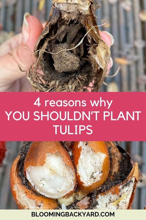 4 Reasons Why You Shouldn’t Plant Tulips (& How to Overcome Them) Plant Tulips, Botanical Tulip, Planting Tulips, Just Done, Garden Catalogs, Tulip Garden, Work Email, Tulip Bulbs, Flower Bulbs