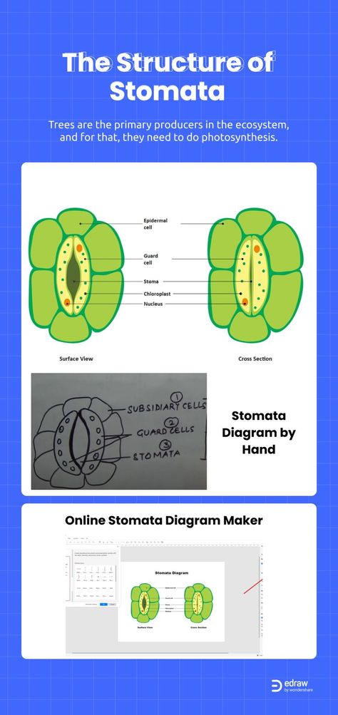 The plants participate in photosynthesis, and for that, the gaseous exchange is a must. The stomata cells help in the gaseous exchange and transpiration. Hence to understand photosynthesis and transpiration, the students must learn about the stomata cells. For that, they need to use a stomata diagram. Click through and learn more about the stomata diagram. 
#StomataDiagram #Diagram #DiagramTemplates #Stomata Stomata Diagram, Cell Diagram, Science Diagrams, Water Vapor, Paper Illustration, Carbon Dioxide, Photosynthesis, Educational Materials, Biology