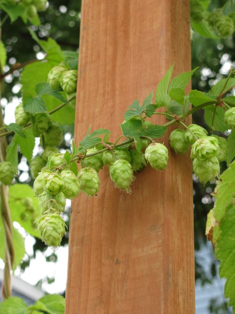 Hops. I think we should grow some next year... Hops Trellis, Growing Hops, Hops Plant, Beer Hops, Beer Making, Brewing Beer, Home Brewing Beer, Home Brew, Beer Recipes