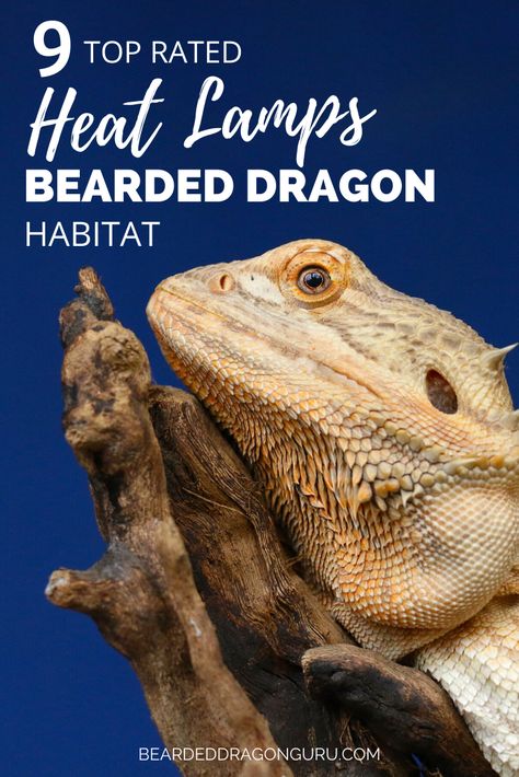 Bearded Dragon Substrate, Bearded Dragon Hammock, Dragon Facts, Bearded Dragon Funny, Bearded Dragon Habitat, Bearded Dragon Tank, Special Animals, Bearded Dragon Diet, Enclosure Ideas