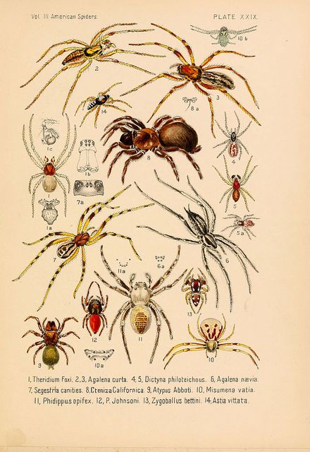 n410_w1150 | Flickr - Photo Sharing! Spider Illustration, Types Of Spiders, Vintage Spider, Spider Art, Creepy Crawlies, Insect Art, Scientific Illustration, Arachnids, Bugs And Insects