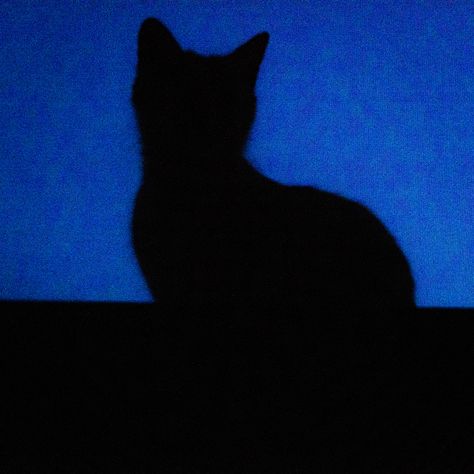 Black Cat Blue Background, Dark Blue Cat Aesthetic, Blue Cat Pfp, Edgy Blue Aesthetic, Blue Bunny Aesthetic, Black Astethic Wallpapers, Blue And Black Pfp, Blue Aesthetic Widget Pictures, Blue Cat Aesthetic