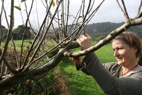 Fruit Tree Pruning, Olivier En Pot, Prune Fruit, Pruning Fruit Trees, Tree Pruning, New Fruit, Fruit Tree, Long Shot, Fruit Garden