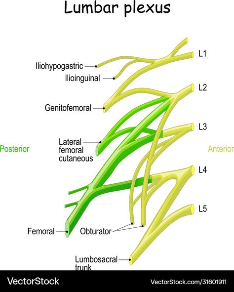 Lumbar Plexus Anatomy, Spinal Nerves Anatomy, Lumbar Plexus, Clinical Anatomy, Spinal Nerve, Medical School Motivation, Medical Science, Anatomy And Physiology, School Motivation