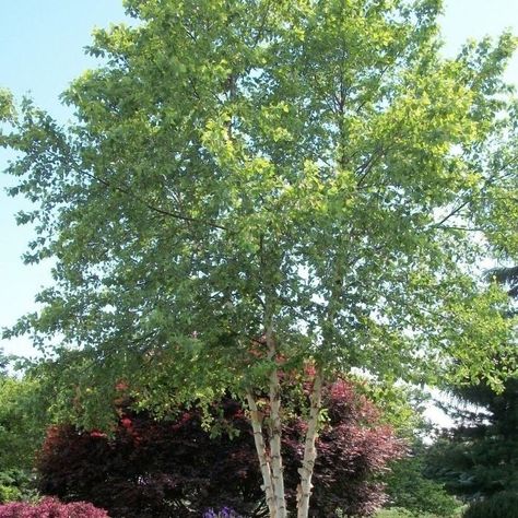 Heritage River Birch tree is a beautiful, multi-branched tree that provides unusual winter interest. Its bare branches and trunk display highly textured and colorful, peeling bark. The exceptional subject for night lighting is planted near the front of the house due to its upright vase shape. This versatile, heat-tolerant tree thrives in wet soils yet adapts to drier areas once established. The Heritage River Birch is perhaps one of the most culturally adaptable of all the birches. It grows well River Birch Trees Landscape, River Birch Trees, Betula Nigra, Birch Trees Landscaping, River Birch, Landscape Maintenance, Brick Pavers, Grandma's House, Pinkish Red