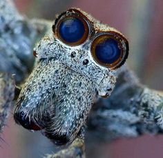 Deinopis subrufa Deinopidae "This is a classic closeup shot of the face of the net-casting spider, with the enormous posterior median eyes. Jumping spiders have large anterior median eyes. Deinopis subrufa is a big, gentle, elongated spider, body length up to 25mm. Apparently they are attracted to some vibrations like the idling of a 4WD." Dangerous Spiders, Arachnids Spiders, Spider Species, Jumping Spiders, Spiders Scary, Creepy Spider, Itsy Bitsy Spider, Cool Bugs, Jumping Spider