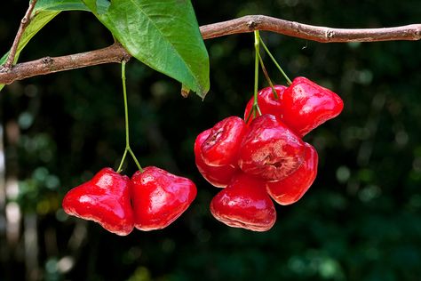 Rose Apple Tree, Cape York, Apple Roses, Leaf Images, Edible Landscaping, Apple Fruit, Exotic Fruit, Natural Lighting, Apple Tree