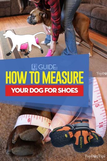 Dog Boots Diy, Cockapoo Grooming, Dog Itching Remedies, Videos Dogs, Dog Sewing, Dachshund Stuff, Dog Sewing Patterns, Dog Accesories, Colorful Hairstyles