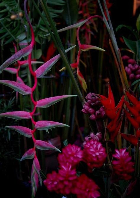 dark and moody summer tropical colours Moody Tropical Wedding, Tropical Colours, Moody Tropical, Dark Tropical, Jungle Flowers, Catty Noir, Unusual Plants, Summer Tropical, Unusual Flowers