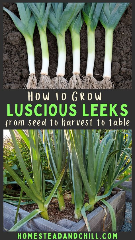 Growing Leeks Gardening, Growing Leeks In Containers, How To Plant Leeks, Growing Leeks From Seed, Growing Leeks From Scraps, Preserving Leeks, How To Grow Leeks, Grow Leeks, Leek Plant